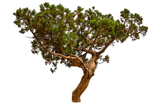 Green juniper tree on white background