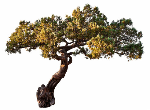 Exotic green juniper on white background