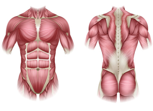 Female Chest Abdominal Muscles Anatomy in Pink X-Ray outline Full