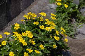 可愛い黄色い花