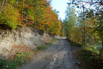 Beautiful autumn forest in Carpathian mountains