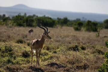 Antelope in the savannah of Africa