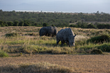Naklejka na ściany i meble the last Rhinos in Africa are threatend with extinction