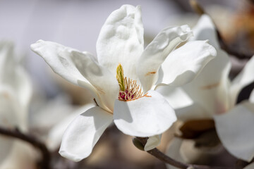 一輪のコブシの花