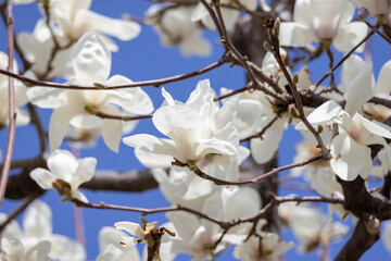満開のコブシの花