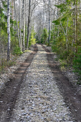 Fototapeta na wymiar straight narrow forest road in Kumla Sweden