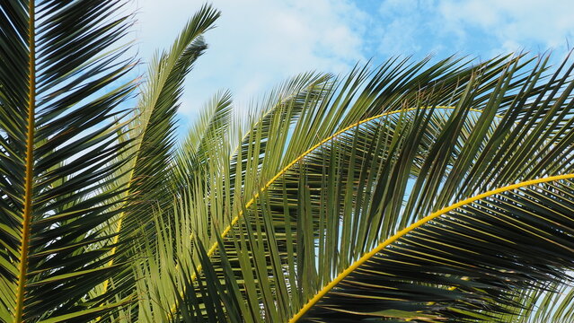 Palm branches against the blue sky. Sunny weather. Vacation at the resort. Coconut and date leaves sway. The blue sky. Tourism and travel to tropical place. Montenegro, palm trees. Plage holiday.