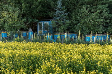 Blooming mustard crop and a bee hive.