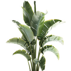 3D illustration Strelitzia and Ravenala palm bush in a flower pot
