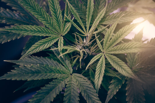Herbal Cannabis plants close up. Growing Hemp Marijuana Farm.