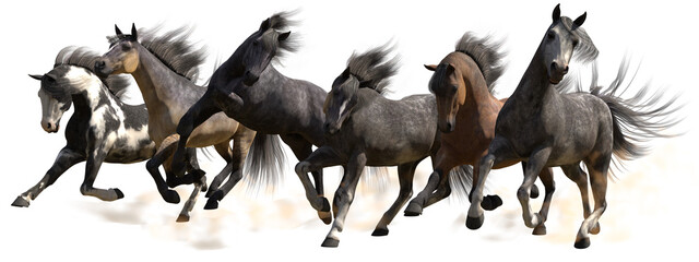 Herd of Horses Galloping