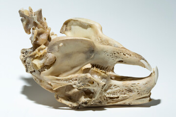 Skull of a hare on a white background. Rodent - (Lepus timidus). The bones of the head of the...