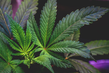 Fototapeta na wymiar Herbal Cannabis plants close up. Growing Hemp Marijuana Farm.