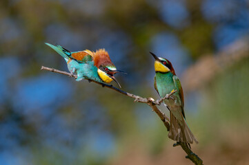 Beautiful colourful bird European bee-eater (Merops apiaster). Exotic bird sitting on a branch with green background behind it. 