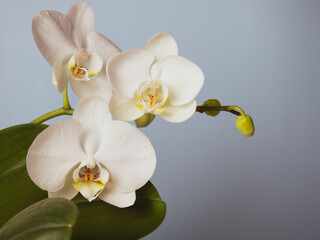 Fototapeta na wymiar white orchid on pink isolated background with copy space