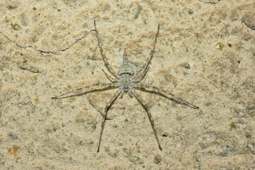 Long-spinnered bark spider (Hersilia sp)