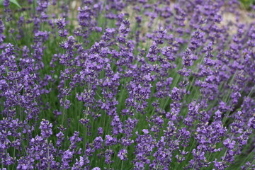 field of lavender