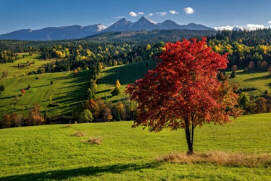 Beautiful autumn with red trees under the Tatras at sunrise. Walks in nature, healthy lifestyle.