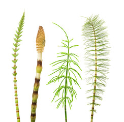 Horsetail collection