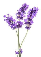 Obraz premium Lavender flowers bunch