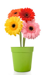 Gerberas flowers in vase
