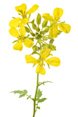 Mustard plant with flowers - 581060197