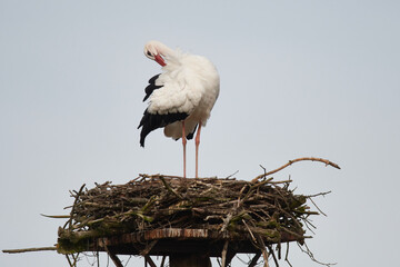 Weißstorch im Herbst in Körzin	