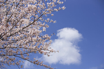 春空に満開の桜と雲