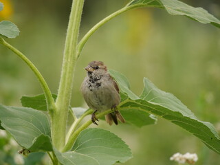 A small, gray bird sits in the branches of a sunflower and looks at its colleagues in the far green