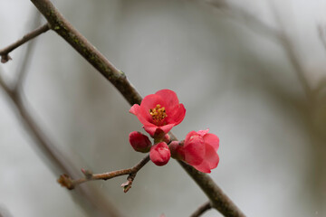Flower of ornamental Japanese Quince Chaenomeles japonica in close view