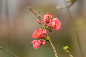 Flower of ornamental Japanese Quince Chaenomeles japonica in close view