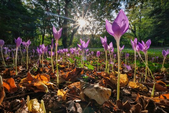Park with blooming flowers. Flower bed with purple autumn crocuses, aka meadow saffron or naked ladies. Flowering meadow in the park at sunset. 