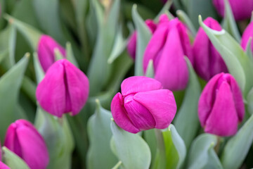Beautiful Pink Tulips At Amsterdam The Netherlands 21-1-2023
