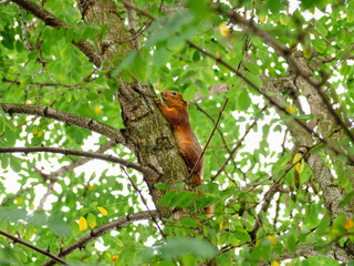 A squirrel carefully climbing up a tree branch, trying to take cover