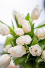 Fototapeta premium White tulips on white blurred background, congratulations. 
