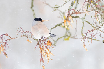 Eurasian bullfinch