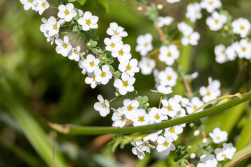 満開のユキヤナギ