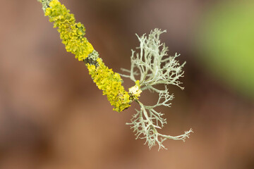 Lichen Xanthoria parietina and other lichens on dead branch