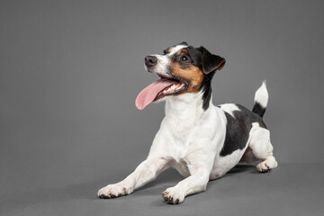 cute jack russell terrier dog lying on the floor in the studio on a grey background