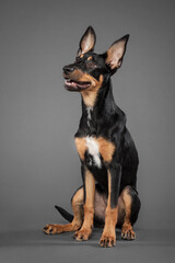cute australian kelpie puppy dog sitting in the studio on a grey background