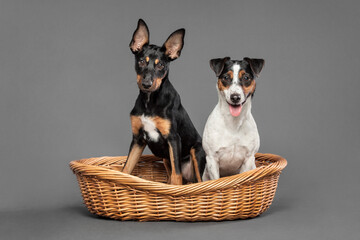 cute australian kelpie puppy dog and a jack russell terrier sitting in a weave basket in the studio on a grey background - obrazy, fototapety, plakaty