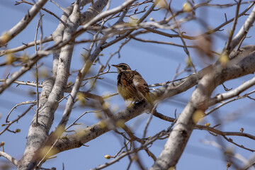 枝にとまっているムクドリ