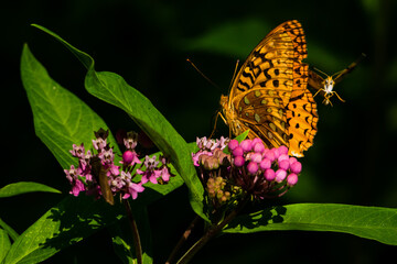 Aphrodite Fritillary Butterfly
