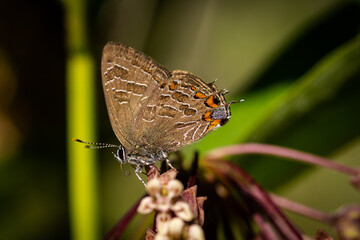 Striped Hairstreak Butterfly