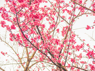 Pink cherry blossom sakura flower blooming with white background in the park or garden. Abstract nature background.
