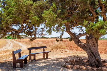 Famous old juniper Tree of Lovers near Ayia Napa on Cyprus. Love tree and two wooden benches in shadow for dating or relaxation at Capo Greco national park. Popular tourists attraction in Agia Napa