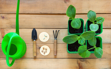 Young squash green seedlings, seeds, watering can and gardening tools on a wooden table. The concept of growing organic vegetables. Flat lay, close-up, copy space, mock up