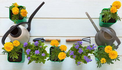 Top view of beautiful flower seedlings of yellow terry marigolds and blue ageratum on white wooden...