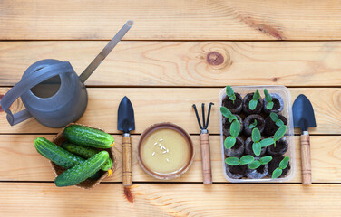 Freshly sprouted green cucumber seedlings in peat tablets in plastic tray, seeds, watering can, gardening tools and fresh cucumbers in wicker basket on wooden table. Growing organic vegetables