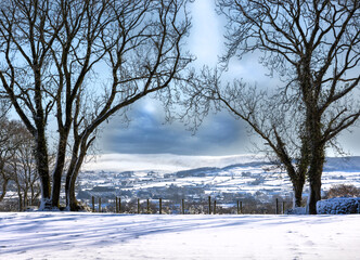 winter landscape with trees